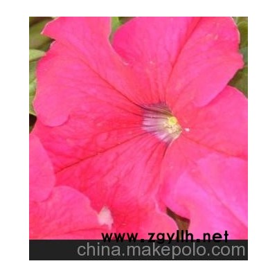 供應矮牽牛 矮牽牛種植 揚州廣陵維特園藝花卉中心