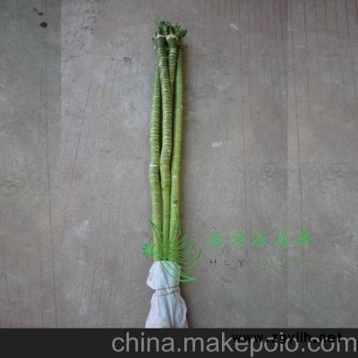 批發(fā)水培植物凈化空氣富貴竹辦公家居環(huán)境布置(H70CM)觀音竹