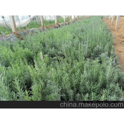 供應天津薰衣草價格