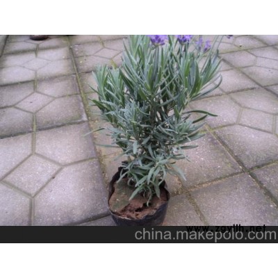 供應衡水薰衣草價格