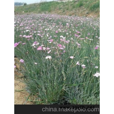 供應(yīng)常夏石竹