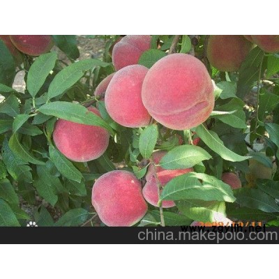 供應映霜紅桃苗 映霜紅桃樹苗