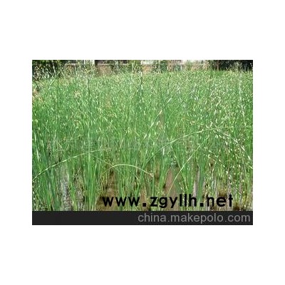 水蔥 綠色--草科多年生宿根挺水草本植物--花草--山東青州花卉園