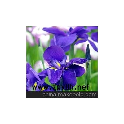 天菖蒲 紫色--花草--山東青州花卉園