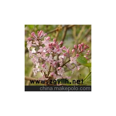 紫丁香 百結 情客 龍梢子 紫色白色-清香-花草樹木-青州花卉園