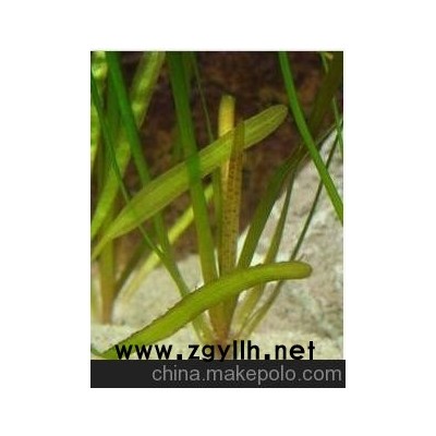 苦草苗 沉水植物 養(yǎng)魚養(yǎng)蝦養(yǎng)螃蟹 河道綠化 凈化水質(zhì)