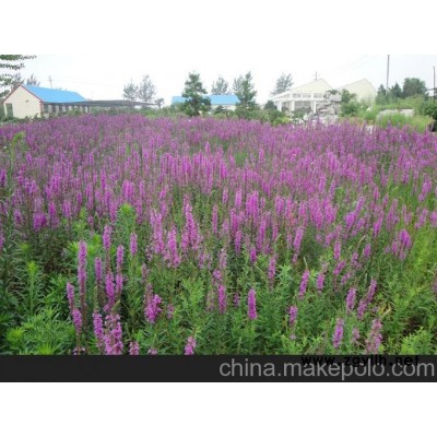 阿克蘇市蛇鞭菊價格