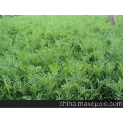 供應北京薰衣草價格