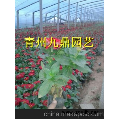 葫蘆島市紫葉小檗價格