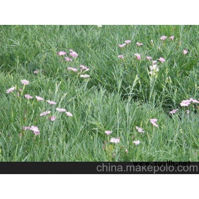 供應(yīng)地被石竹