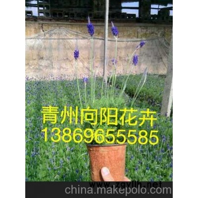 青州向陽花木提供宿根松果菊《認證單位》