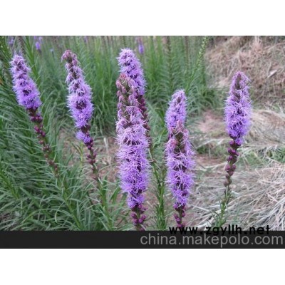 濱州市蛇鞭菊價格