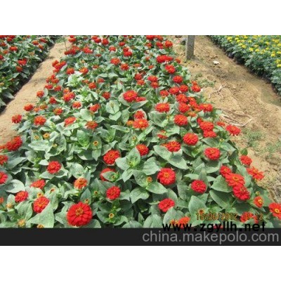 供應薰衣草價格 勛章菊價格 供應三色堇價格