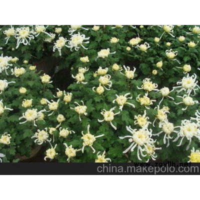 濟南市地被菊價格