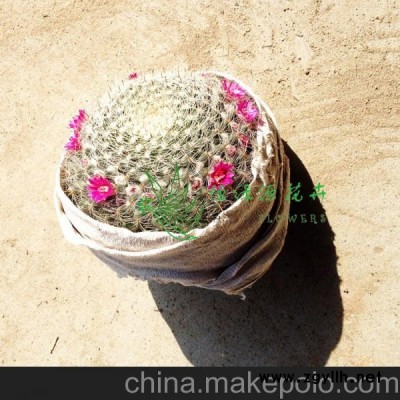 批發室內吸甲醛防輻射凈化空氣小盆栽仙人球(A100)玉翁整箱