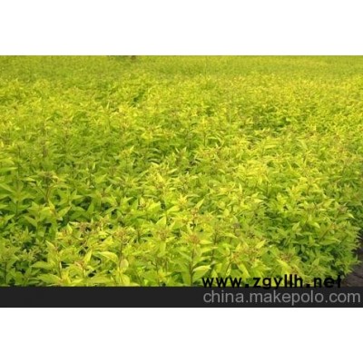 供應(yīng)金葉蕕