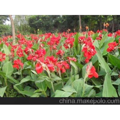 供應(yīng)美人蕉