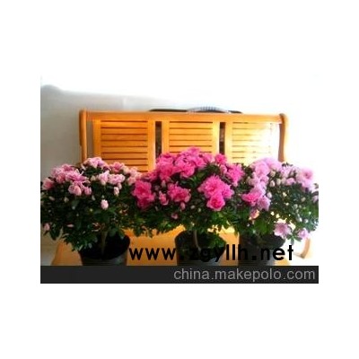 年宵花卉/杜鵑花批發(fā)