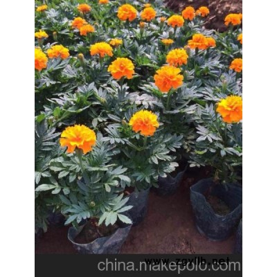 供應一串紅價格 青州花卉市場