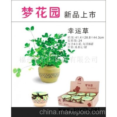 小花農(nóng)-夢花園幸運(yùn)草(圖)