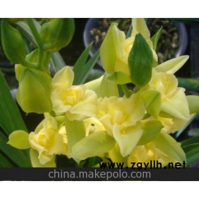 廈門現(xiàn)貨 黃金素蕊 大花蕙蘭 黃花三星 優(yōu)惠價(jià)100元/苗