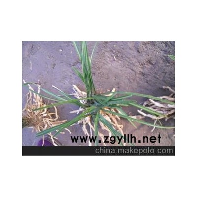 隨州下山春蘭批發(fā)