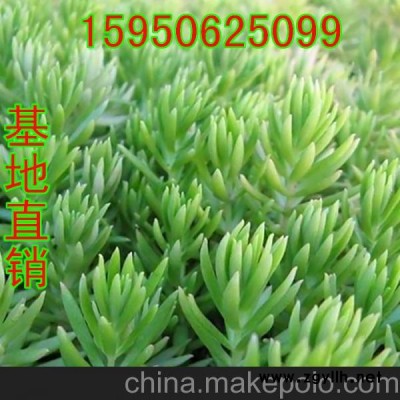佛甲草 屋頂隔熱花卉 綠化護(hù)坡 四季常青 耐高溫