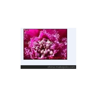 供應揚州羽衣甘藍 羽衣甘藍價格 羽衣甘藍種植