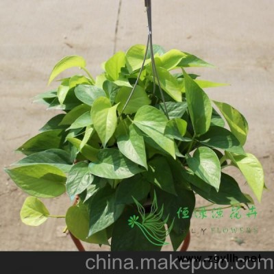 批發(fā)觀葉植物盆栽室內(nèi)吊蘭 凈化空氣防輻射綠植（A180）黃金葛
