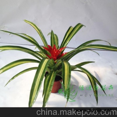 批發(fā)紅運(yùn)當(dāng)頭鳳梨小盆栽凈化空氣防輻射 吸收甲醛（90）斑葉紅星