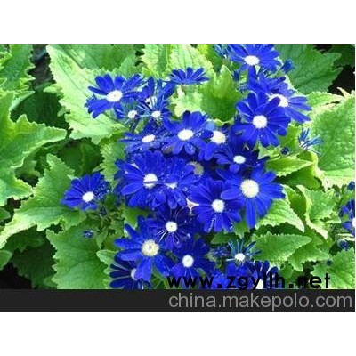 供應(yīng)瓜葉菊