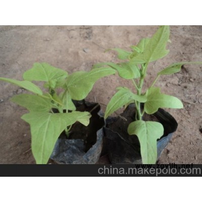 供應(yīng)黃金薯