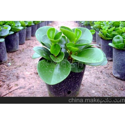 培玉（又名碧玉，驅(qū)蚊草）(圖)