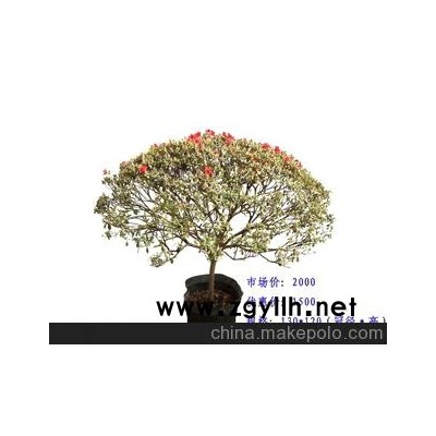 北京春節(jié)杜鵑花盆景，華殷苑盆景園火熱銷售中