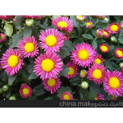 平度市地被菊價格