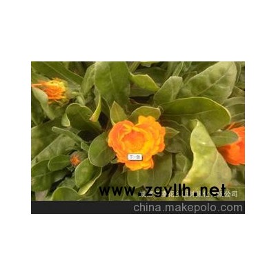 冬季季系列 橙色 金盞菊