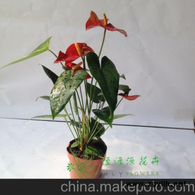 批發(fā)辦公室內(nèi)高檔花卉盆栽四季開花安祖花火鶴鳥（110）紅掌