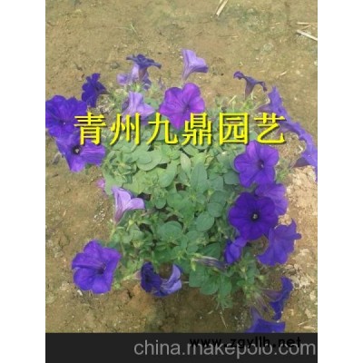 寧夏紫葉小檗價格