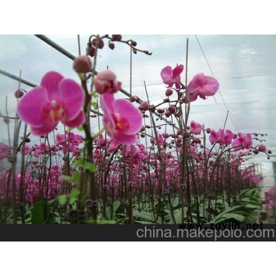 供應大量優質蝴蝶蘭