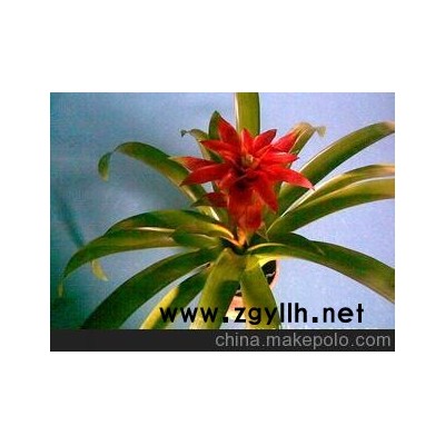 鳳梨/花卉/步步高升