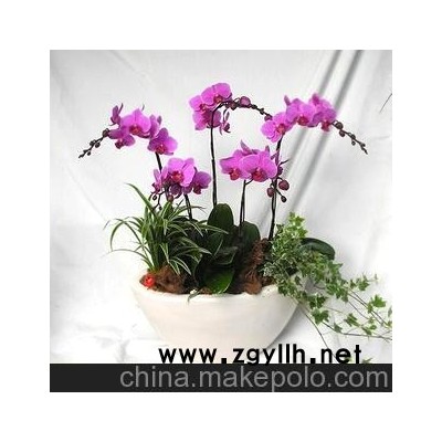供應(yīng)盆景盆栽、環(huán)保、美觀、創(chuàng)意的無土室內(nèi)觀花植物