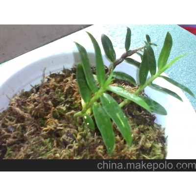 植物黃金鐵皮石斛蘭