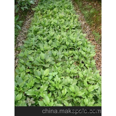 各品種玉簪 地被植物