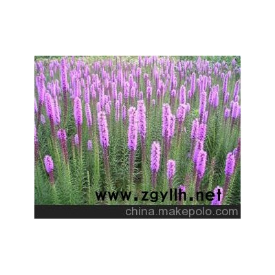 湖南省蛇鞭菊價格