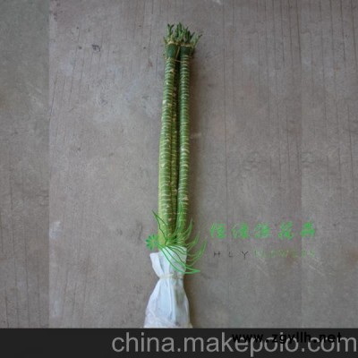 批發(fā)富貴竹辦公家居環(huán)境布置 精品水培植物防輻射（H60CM)觀音竹