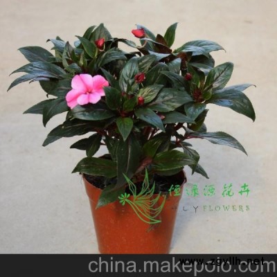 批發(fā)觀花盆栽陽臺(tái)綠植花卉 周年開花不斷泛美非凡 新幾內(nèi)亞鳳仙