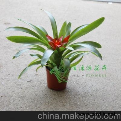 批發紅運當頭鳳梨小盆栽凈化空氣吸收甲醛（90）小紅星（千禧星）