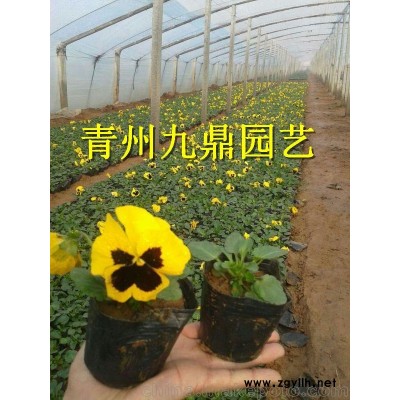 周口市紫葉小檗價格