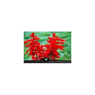 青州好利花卉園 Qingzhou Haoli Flower Garden