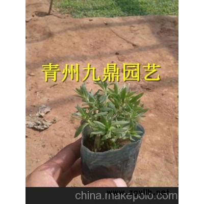 石家莊市紫葉小檗價(jià)格